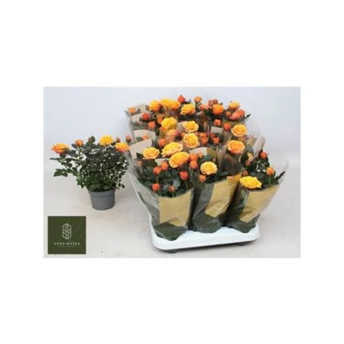 Rosa FIREBIRD KORD GR