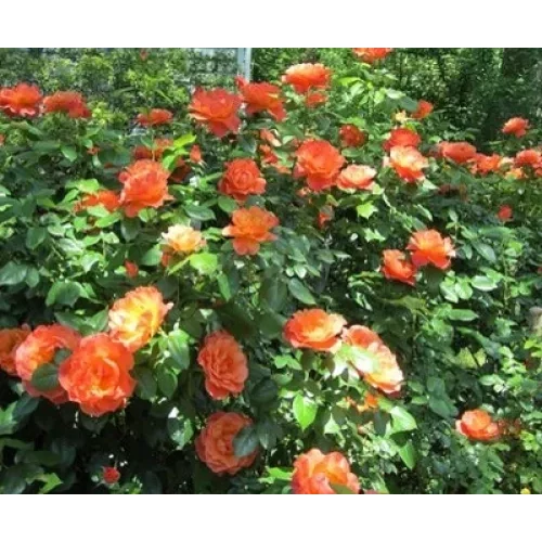 Rosa 'Orange Imp'