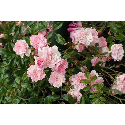 Rosa 'The Fairy' - 