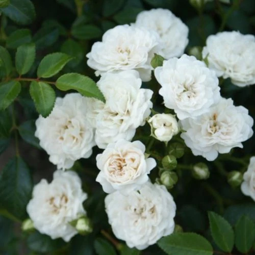 Rosa 'White Fairy' - 