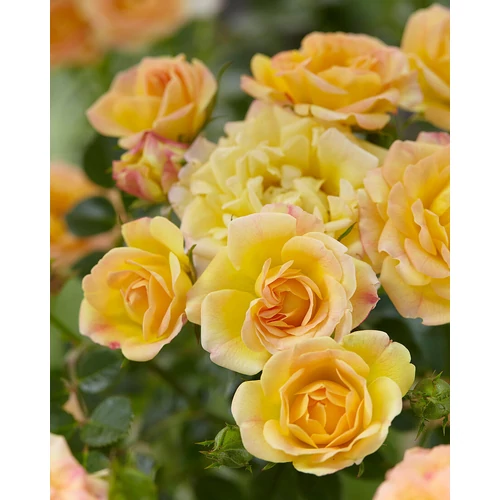 Rosa 'Yellow Fairy' - 