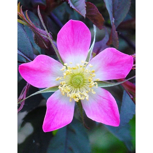 Rosa glauca - Vöröslevelű rózsa