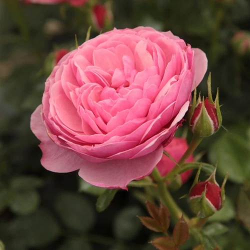 Rosa miniature 'Pink' - Rózsaszín teltvirágú talajtakaró rózsa