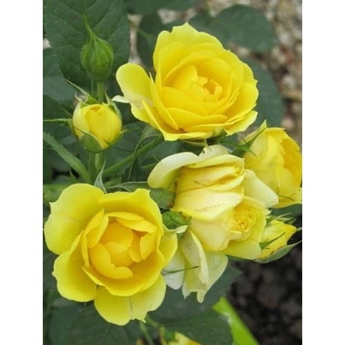 Rosa miniature 'Yellow' - Sárga talajtakaró rózsa