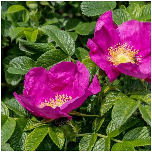 Rosa rugosa - Japán rózsa