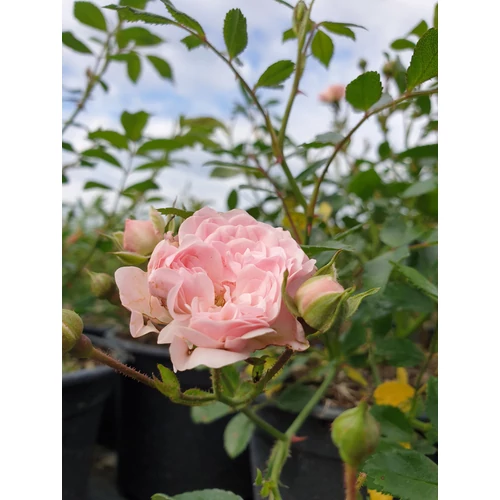 Rosa sp. (mini rózsaszín) - 