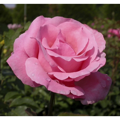 Rosa sp.  - Bokor rózsa