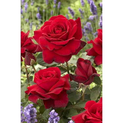 Rosa sp. törzses - Bokor rózsa