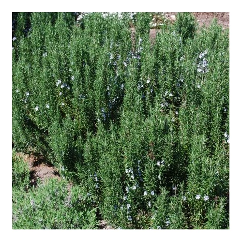 Rosmarinus officinalis (Illatos rozmaring)