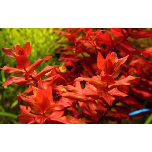 Rotala macranda