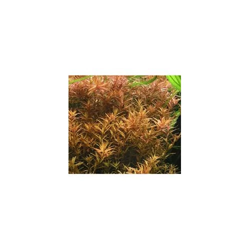 Rotala rotundifolia akváriumi növény