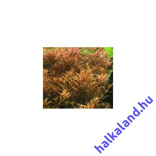 Rotala rotundifolia akváriumi növény