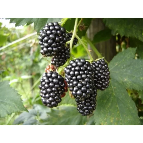 Rubus fruticosus 'Cacanska Bestrna'