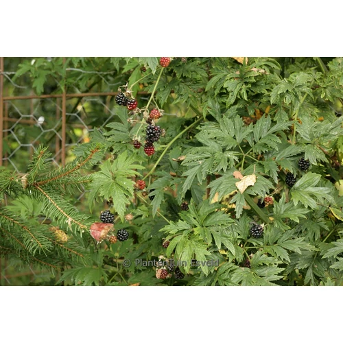 Rubus fruticosus 'Thornless Evergreen' - 
