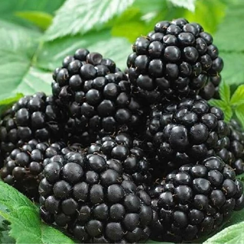 Rubus fruticosus  fajták - Tüskementes szeder