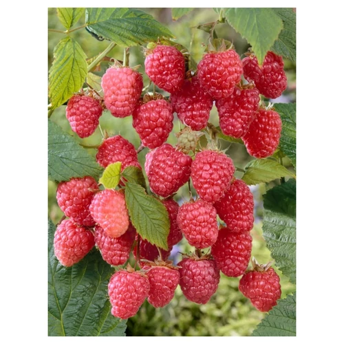 Rubus idaeus 'Delniwa'® /Javított Polana/ - Dolniwa málna