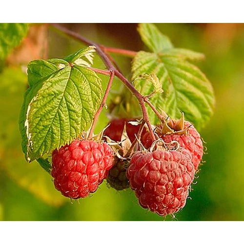 Rubus idaeus 'Przehyba' - Przehyba málna