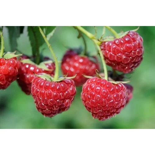 Rubus idaeus 'Willamette'