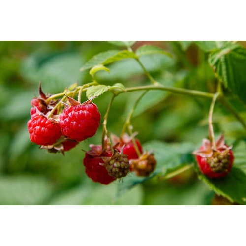 Rubus idaeus fajták - Málna