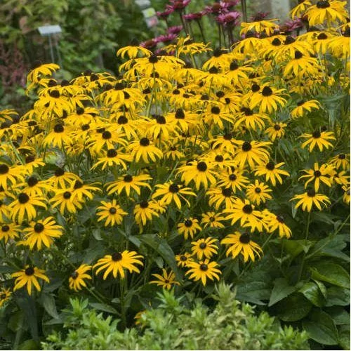 Rudbeckia fulgida 'City Garden' (Pompás kúpvirág)
