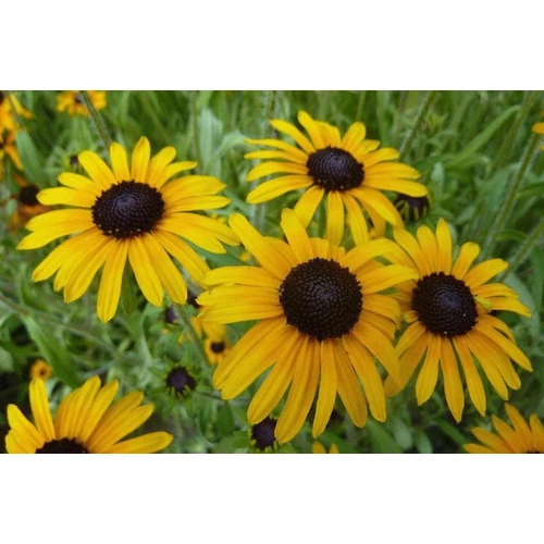 Rudbeckia fulgida var. speciosa (Pompás kúpvirág)