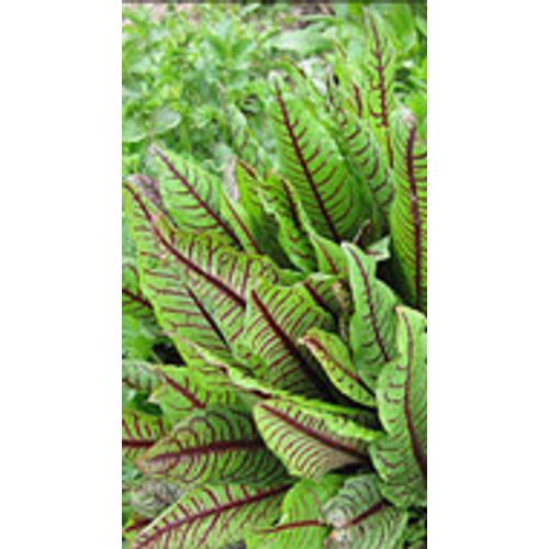 Rumex sanderiana - Vérsóska kerti tavi növény