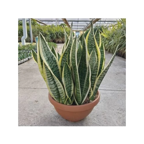 SANSEVIERIA FUTURA TÁL