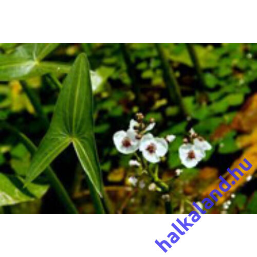 Sagittaria sagitifolia - Közönséges nyílfű kerti tavi növény