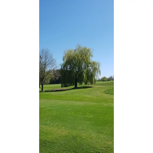 Salix alba 'Tristis' - 
