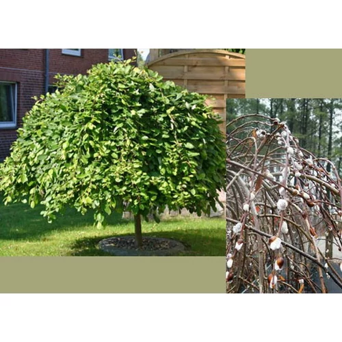 Salix caprea 'Pendula'  Csüngő barkafűz