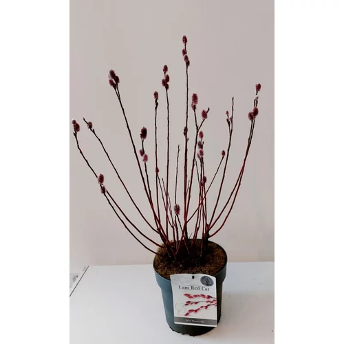 Salix gracilistyla 'Mt Aso' - Rózsaszín fűz