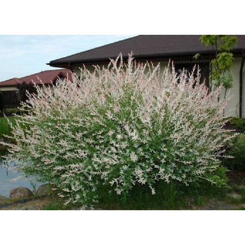 Salix integra 'Hakuro-Nishiki' – Fehér-rózsaszín tarka levelű japán fűz