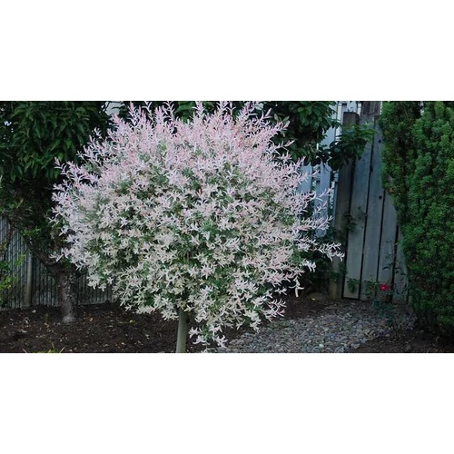 Salix integra 'Hakuro- Nishiki' - Tarka levelű japán fűz
