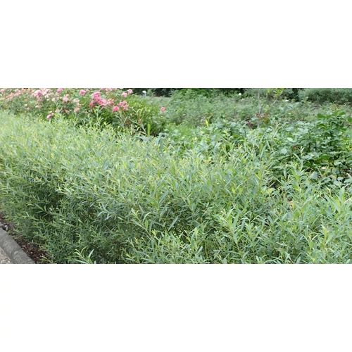 Salix purpurea 'Nana' – Törpe csigolyafűz
