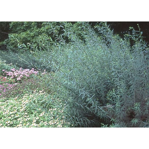 Salix purpurea 'Nana' - Törpe csigolyafűz
