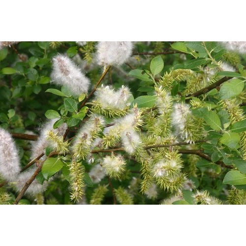 Salix repens nitida - Kúszó fűz