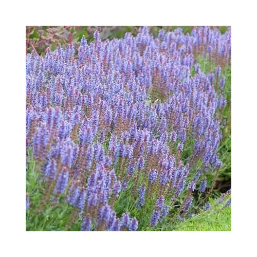 Salvia nemorosa 'Blauhügel' (Ligeti zsálya)