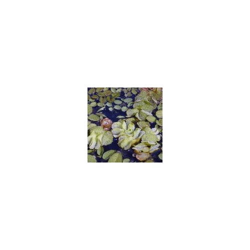 Salvinia auriculata (füles rucaöröm)