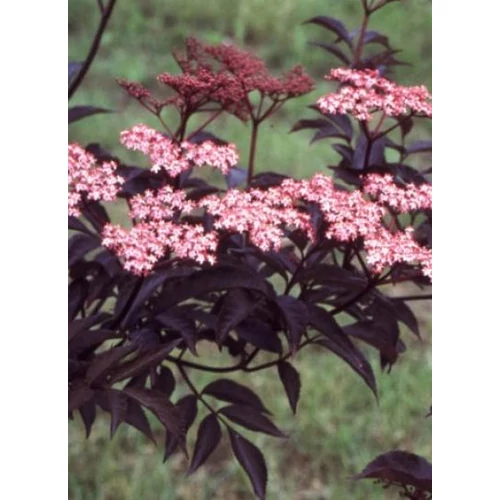 Sambucus nigra 'Black Beauty'® - Bordó lombú bodza