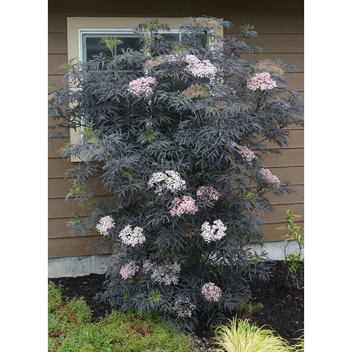 Sambucus nigra 'Black Lace' - Bordó lombú bodza