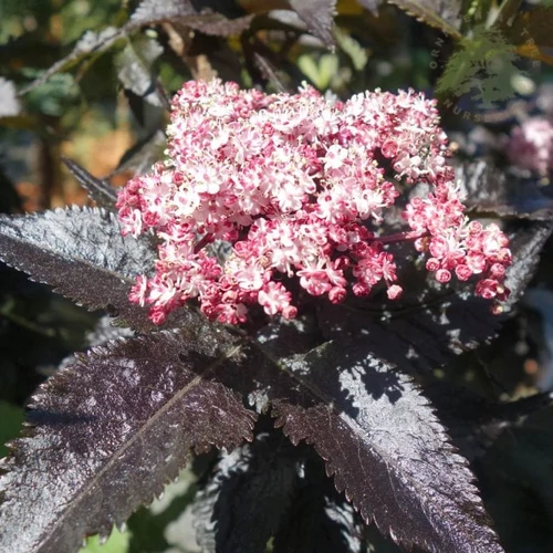 Sambucus nigra 'Black Tower' - 