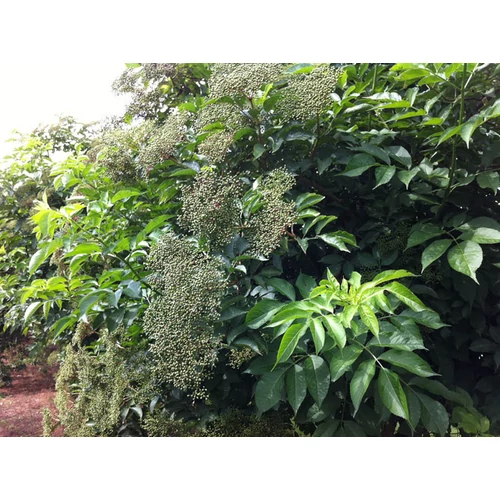 Sambucus nigra 'Haidegg 17' - 