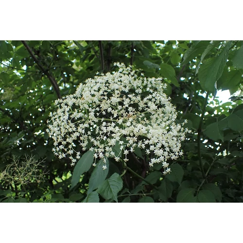 Sambucus nigra 'Sampo' - 