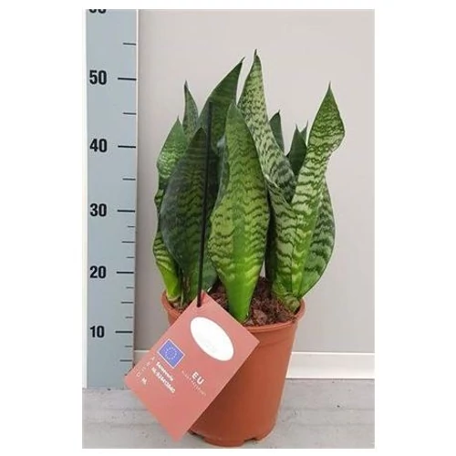 Sansevieria BLACK CORAL