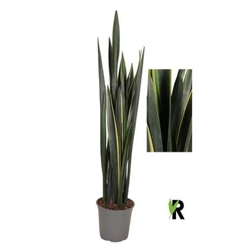 Sansevieria BLACK GOLDEN