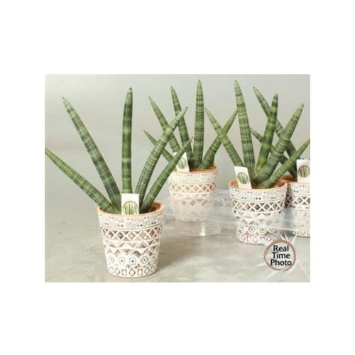 Sansevieria CY HANDSHAKE KASPÓS