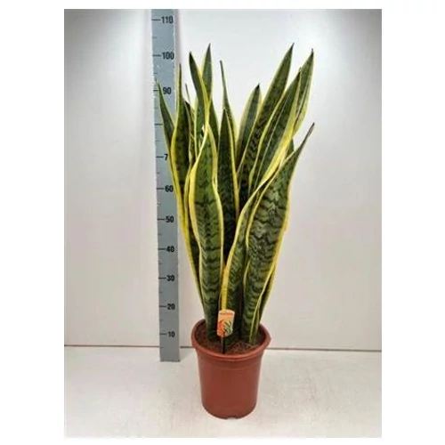 Sansevieria LAURENTII