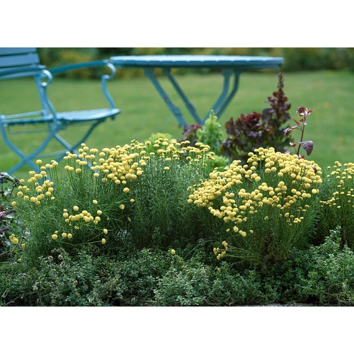 Santolina chamaecyparissus 'Edward Bowles' - 