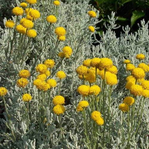 Santolina chamaecyparissus (Hamvas cipruska)