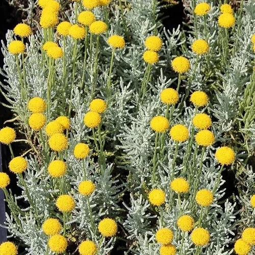 Santolina chamaecyparissus 'Lambrook Silver' - 
